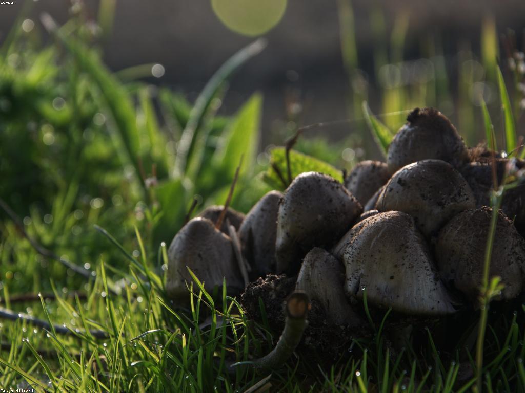 សារៈសំខាន់នៃអាជ្ញាប័ណ្ណអាជីវកម្ម